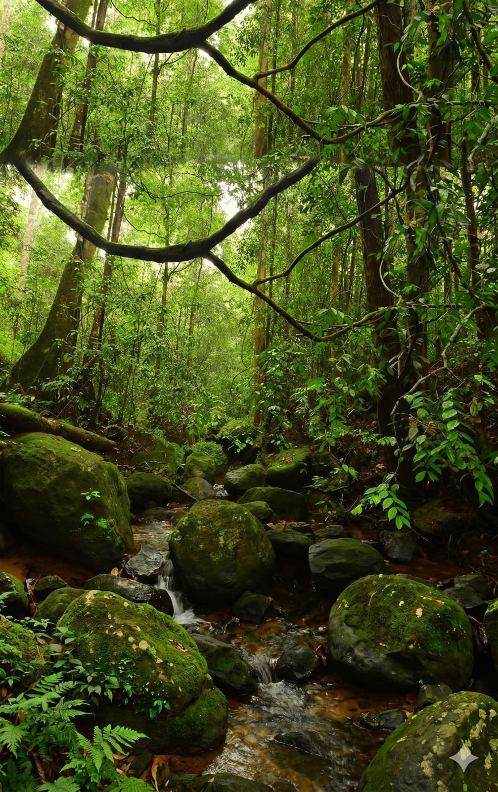 Kanneliya Forest Reserve