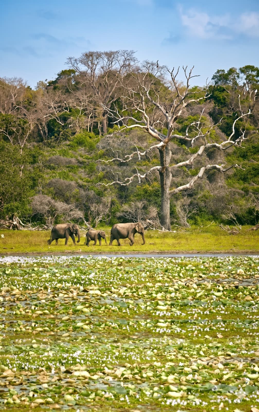 Yala National Park
